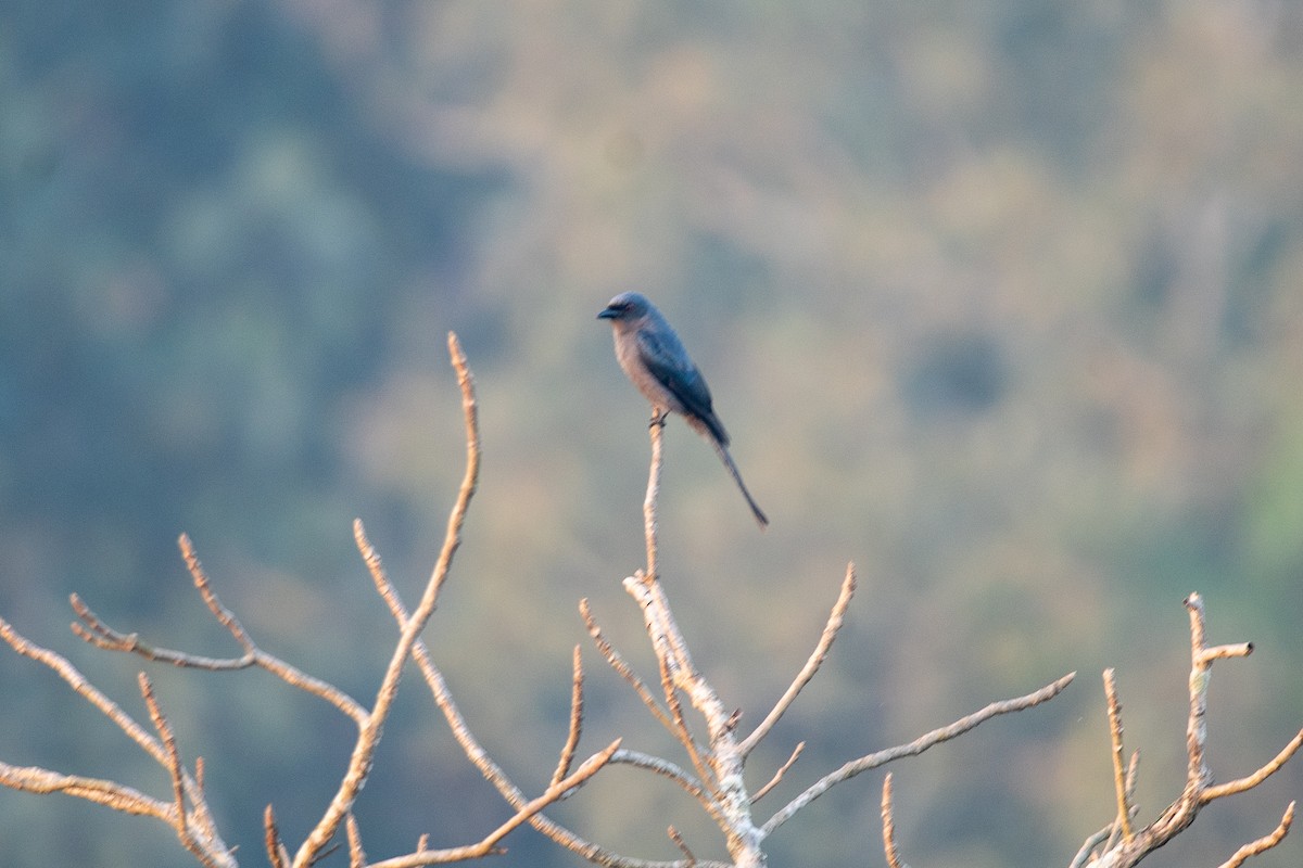 drongo kouřový - ML646124843