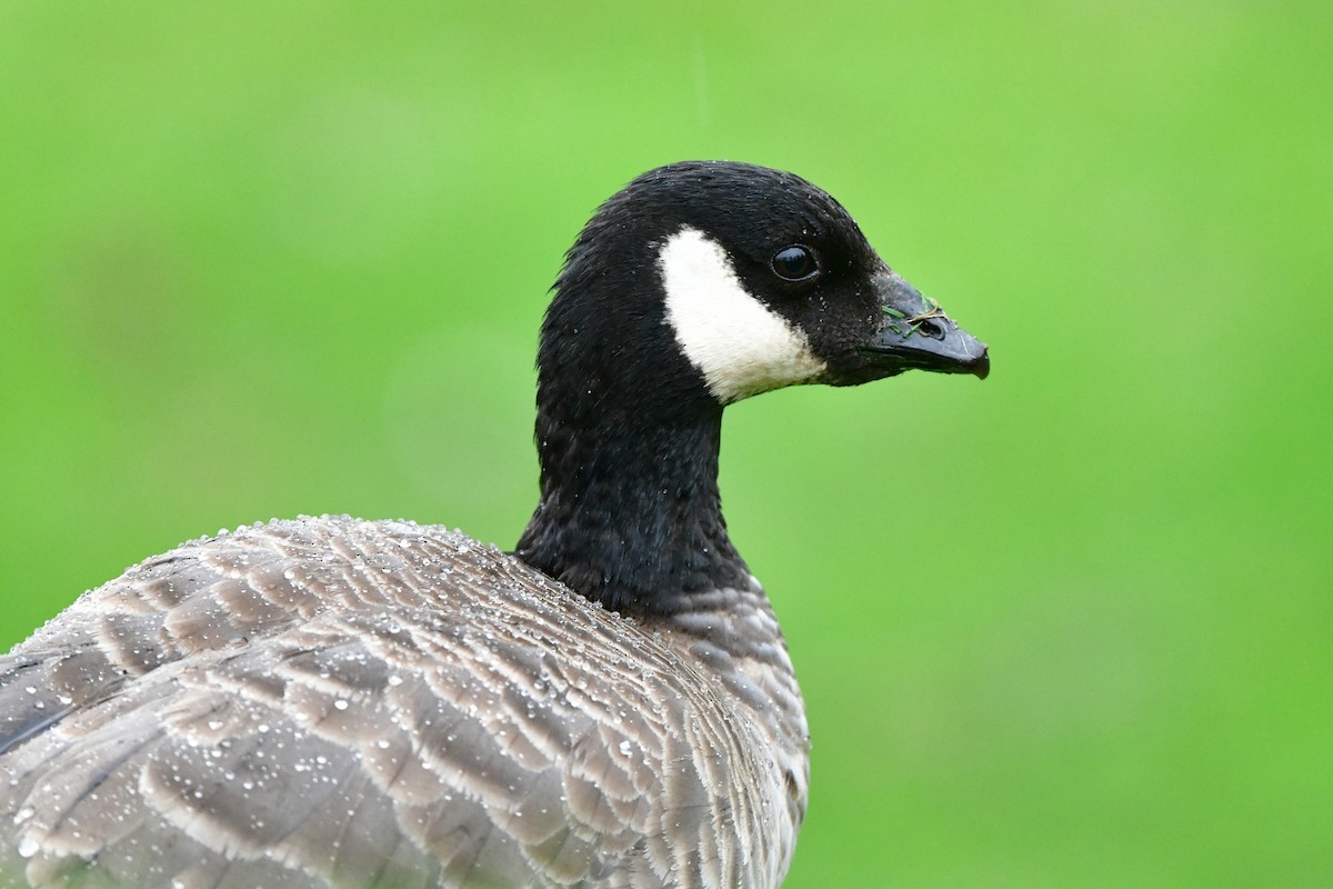 Cackling Goose - ML646124847