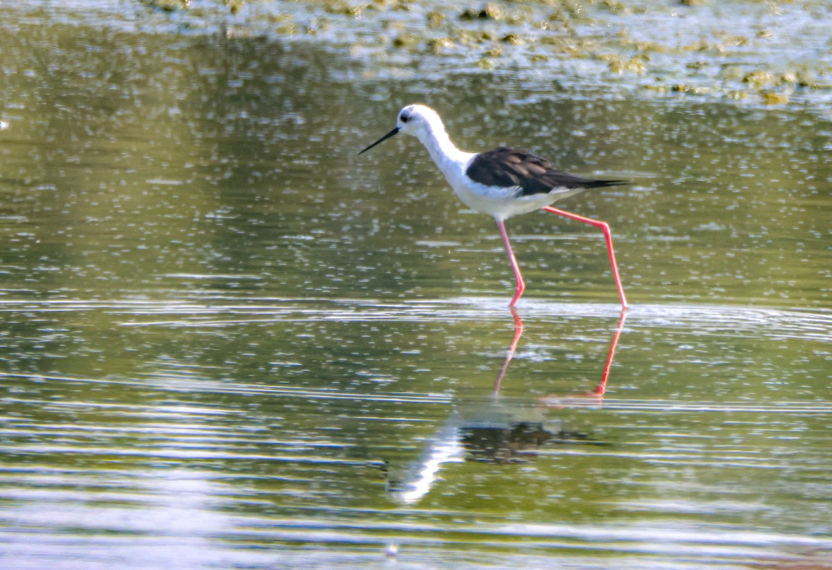 Black-winged Stilt - ML646124848