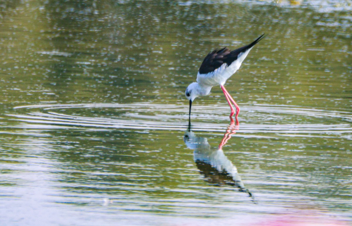 Black-winged Stilt - ML646124849