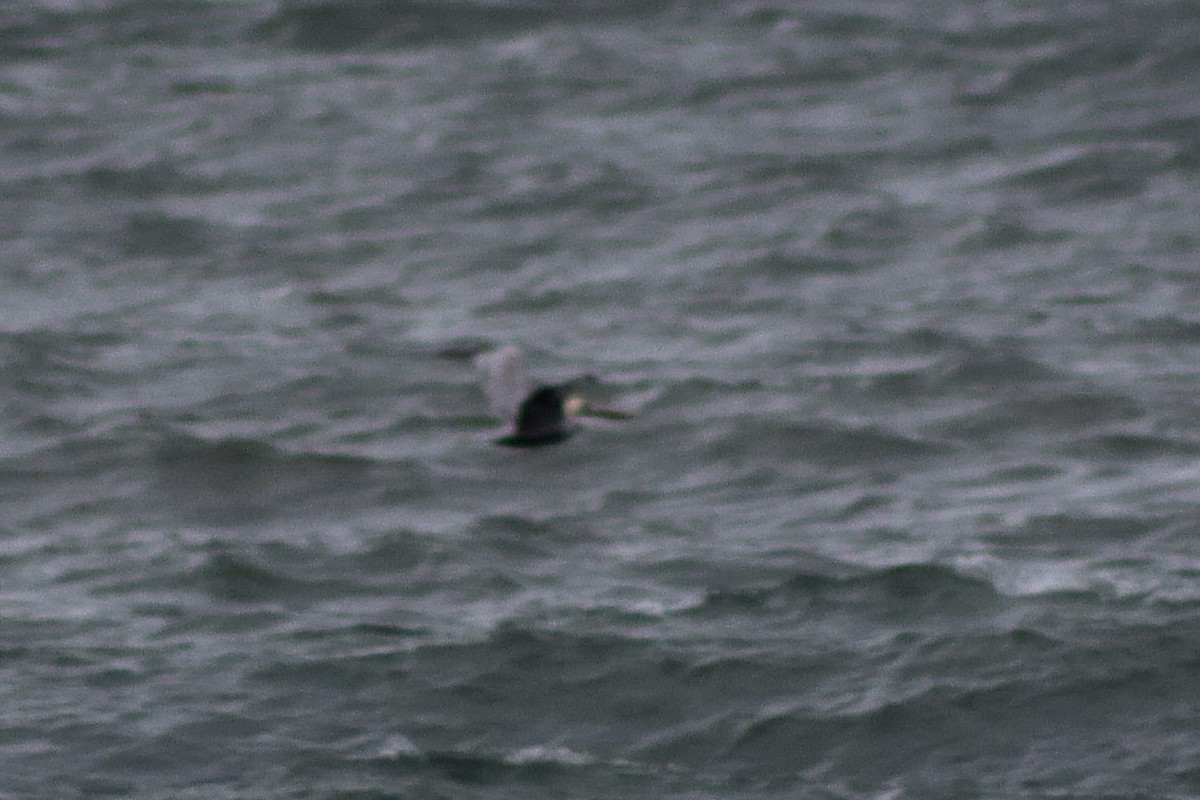 Brown Pelican - ML646124851