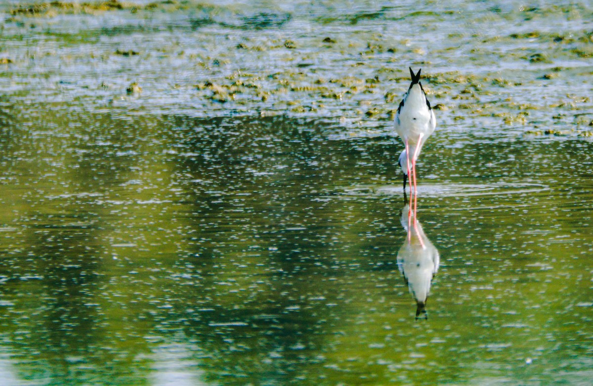 Black-winged Stilt - ML646124852