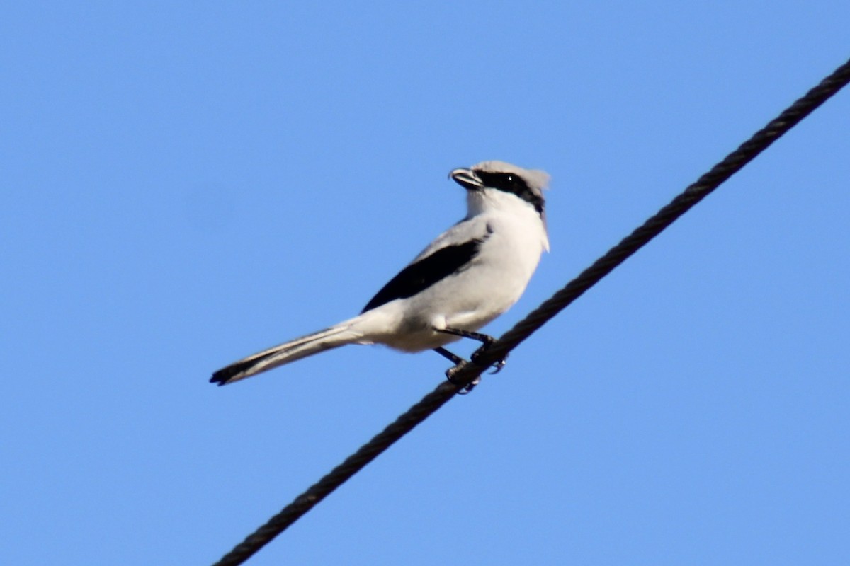 Loggerhead Shrike - ML646124854