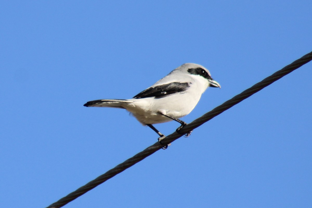 Loggerhead Shrike - ML646124856