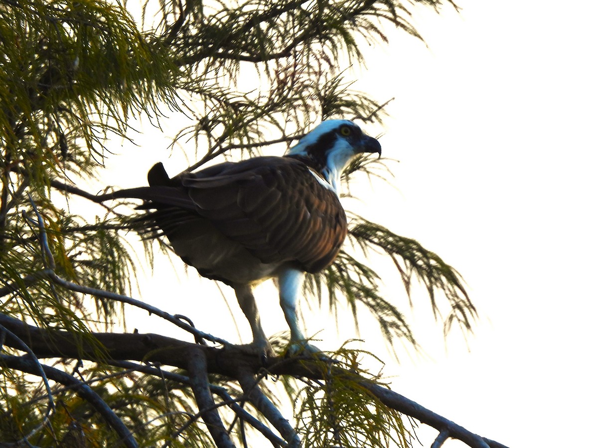 Osprey - ML646124861