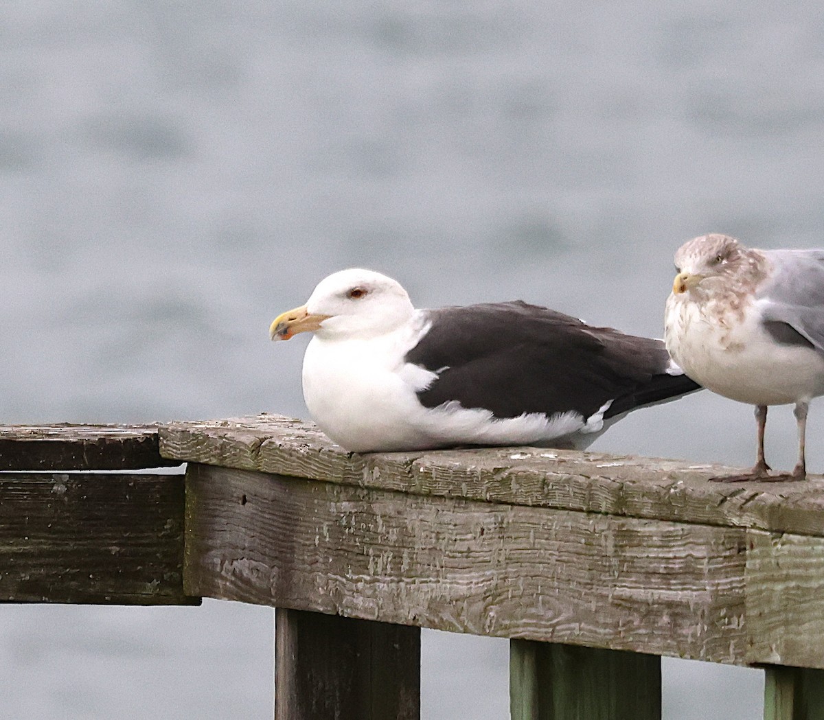 racek mořský - ML646124864