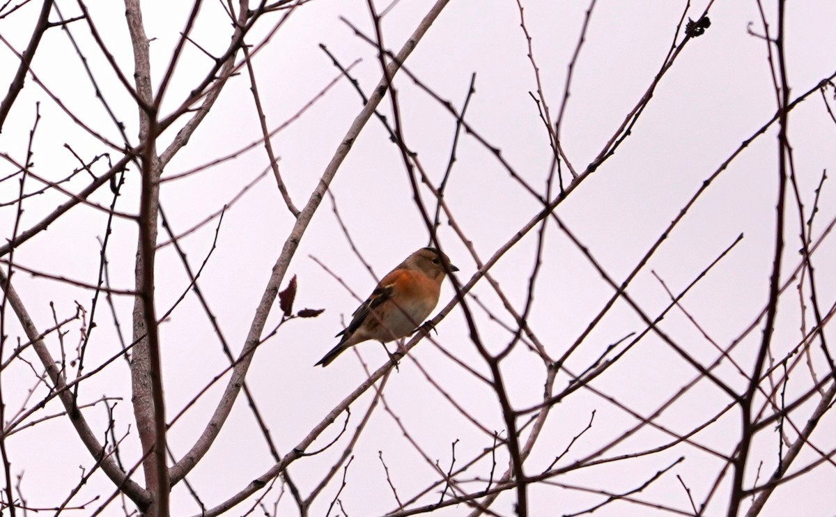 花雀 - ML646124865