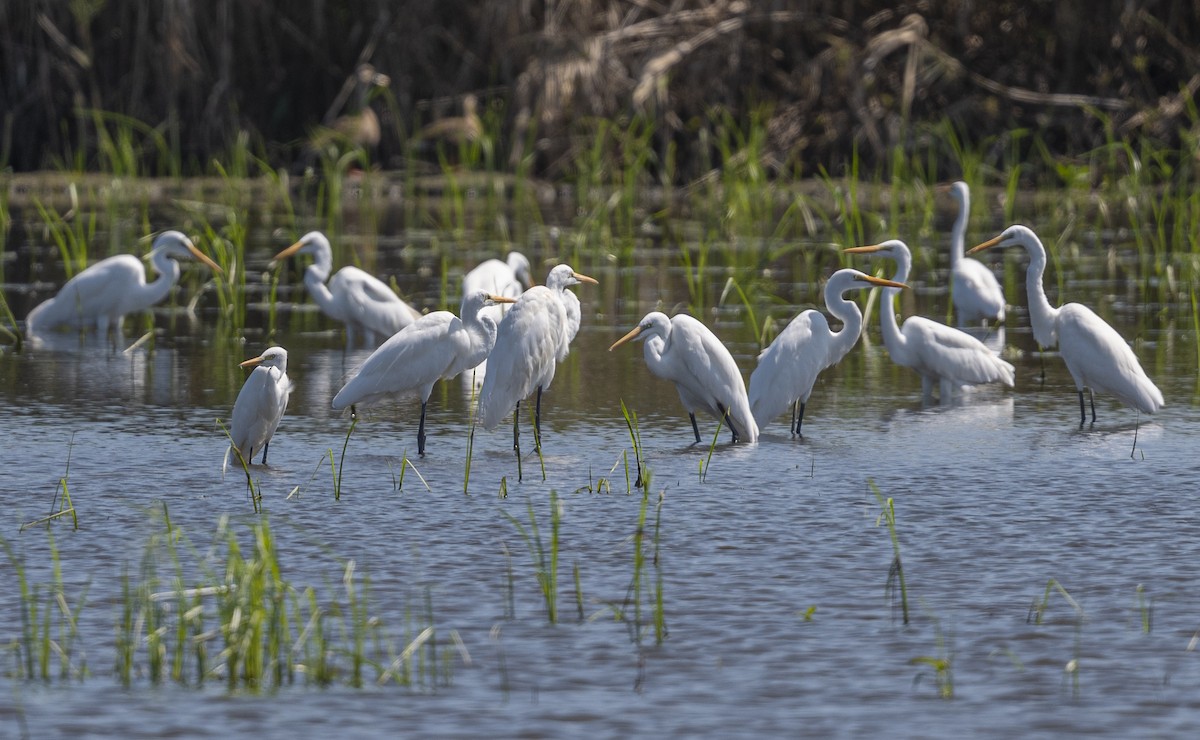 volavka bílá - ML646124873