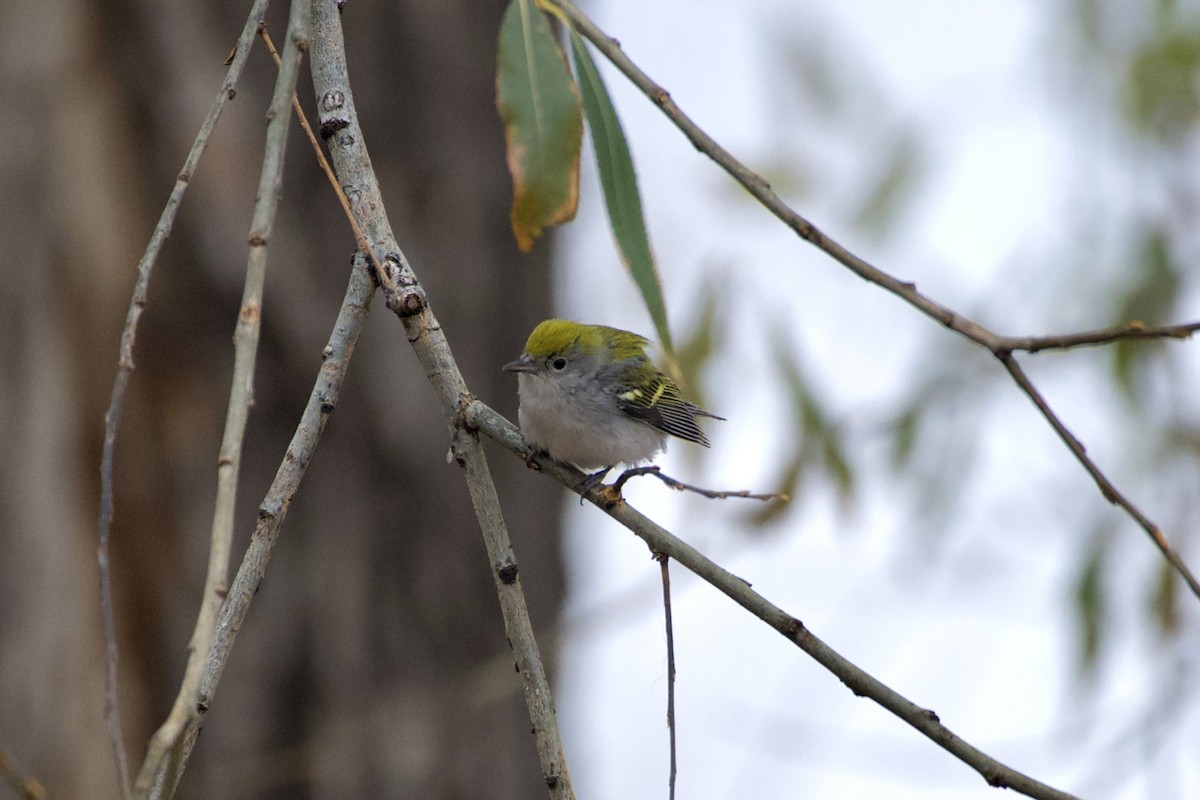 Chestnut-sided Warbler - ML646124876