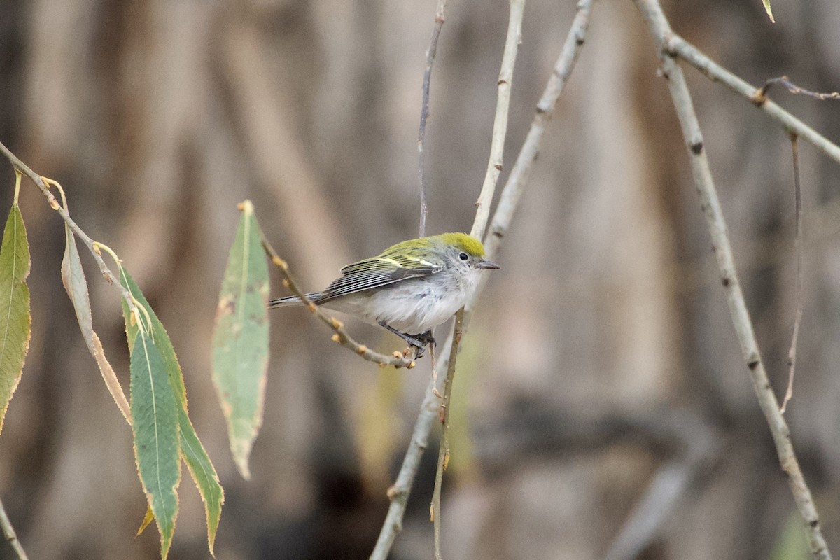 Chestnut-sided Warbler - ML646124877