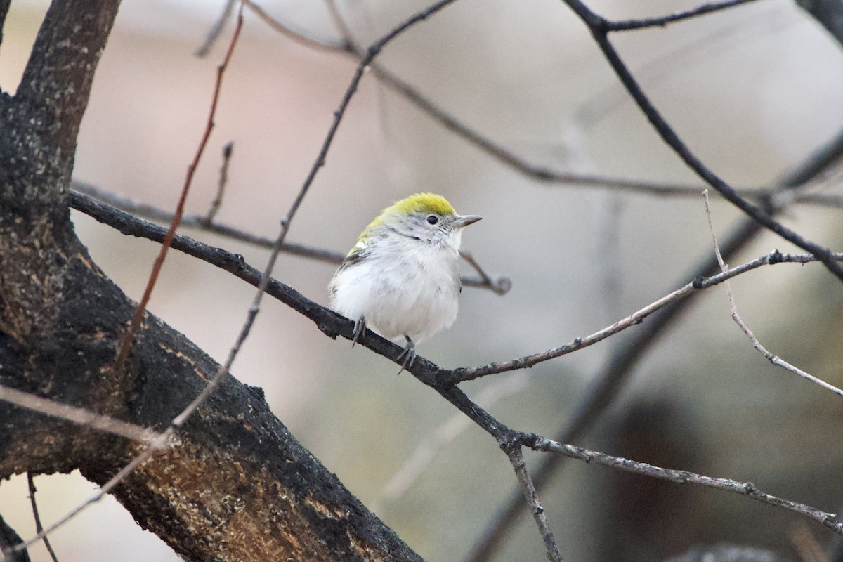 Chestnut-sided Warbler - ML646124878