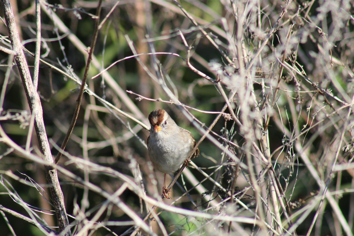 White-crowned Sparrow - ML646124879