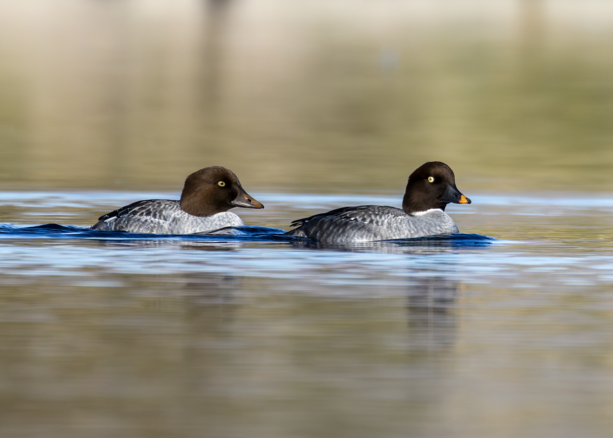 鵲鴨 - ML646124881