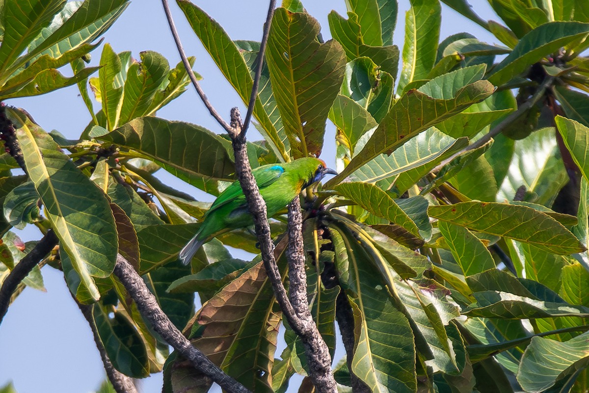 Золотолобая листовка - ML646124886