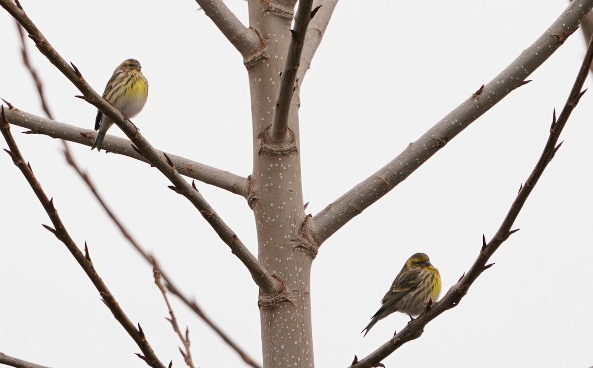 European Serin - ML646124899