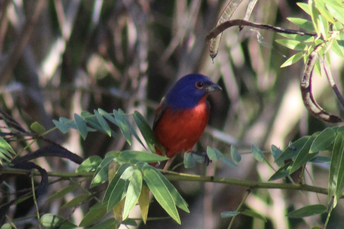 Painted Bunting - ML646124912