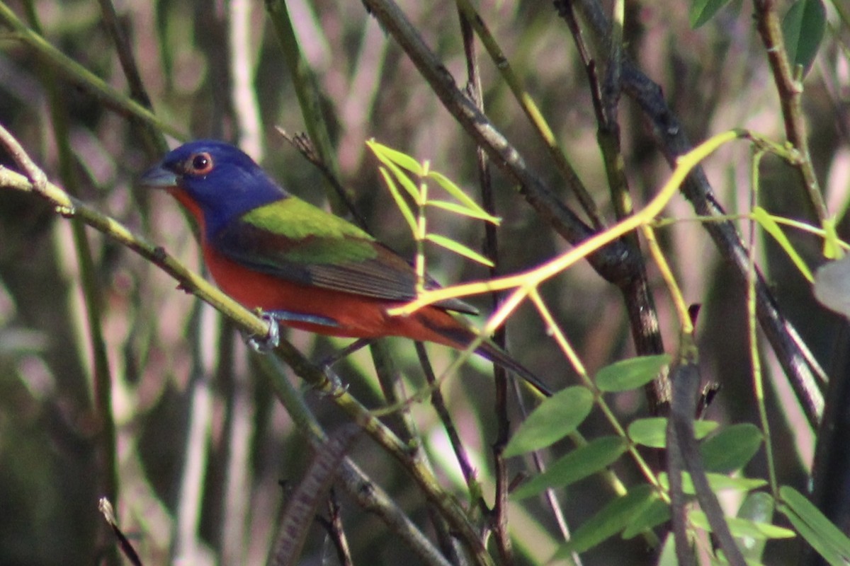 Painted Bunting - ML646124913