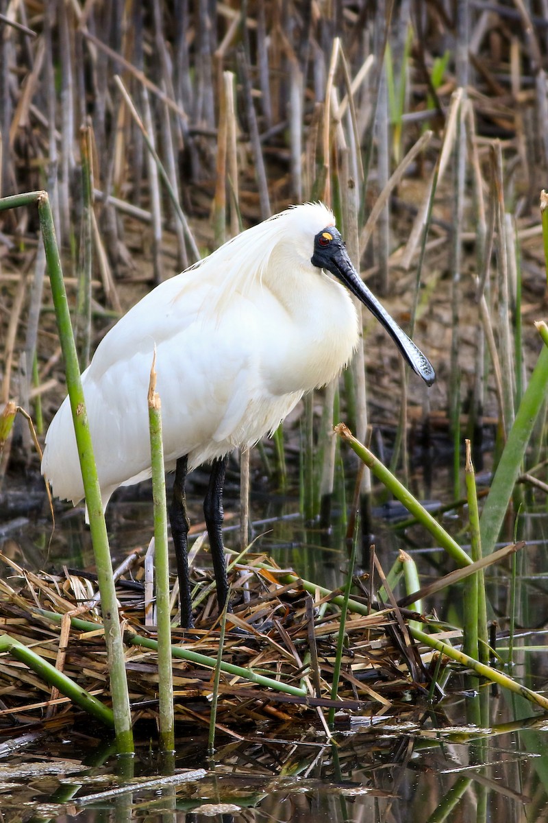 オーストラリアヘラサギ - ML646124917