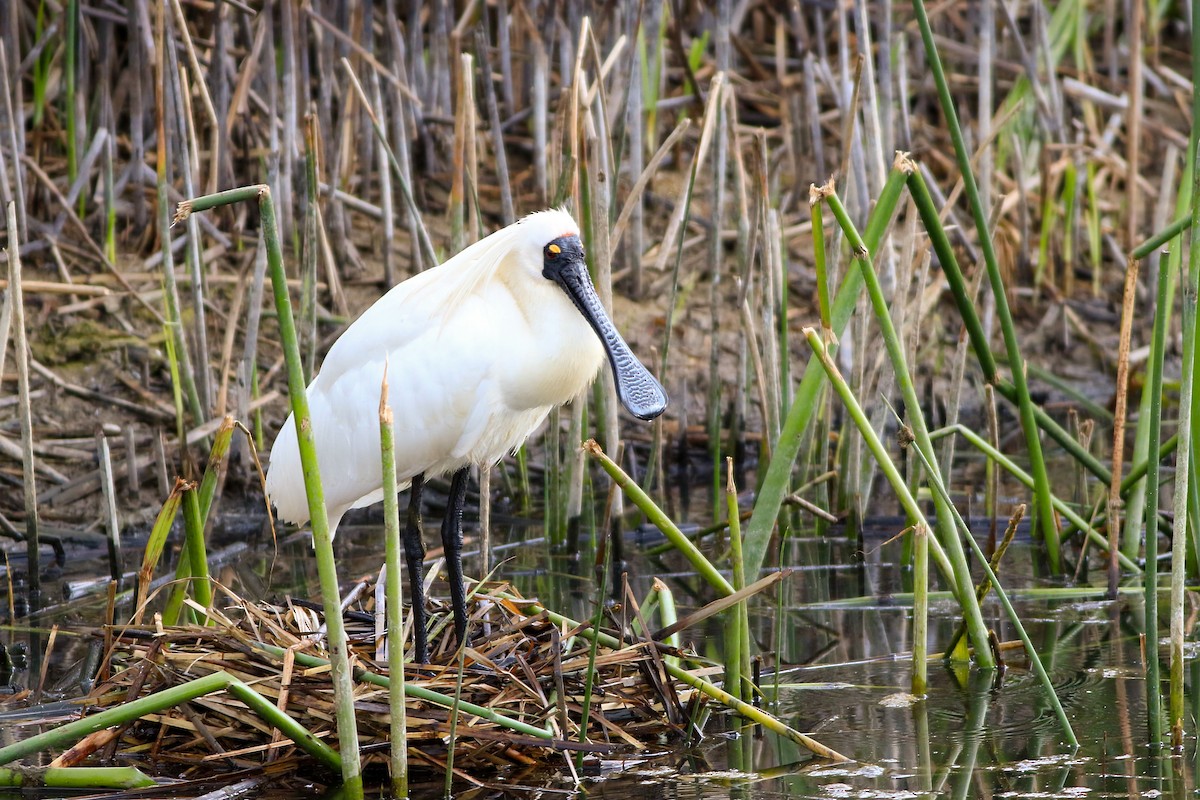 オーストラリアヘラサギ - ML646124918