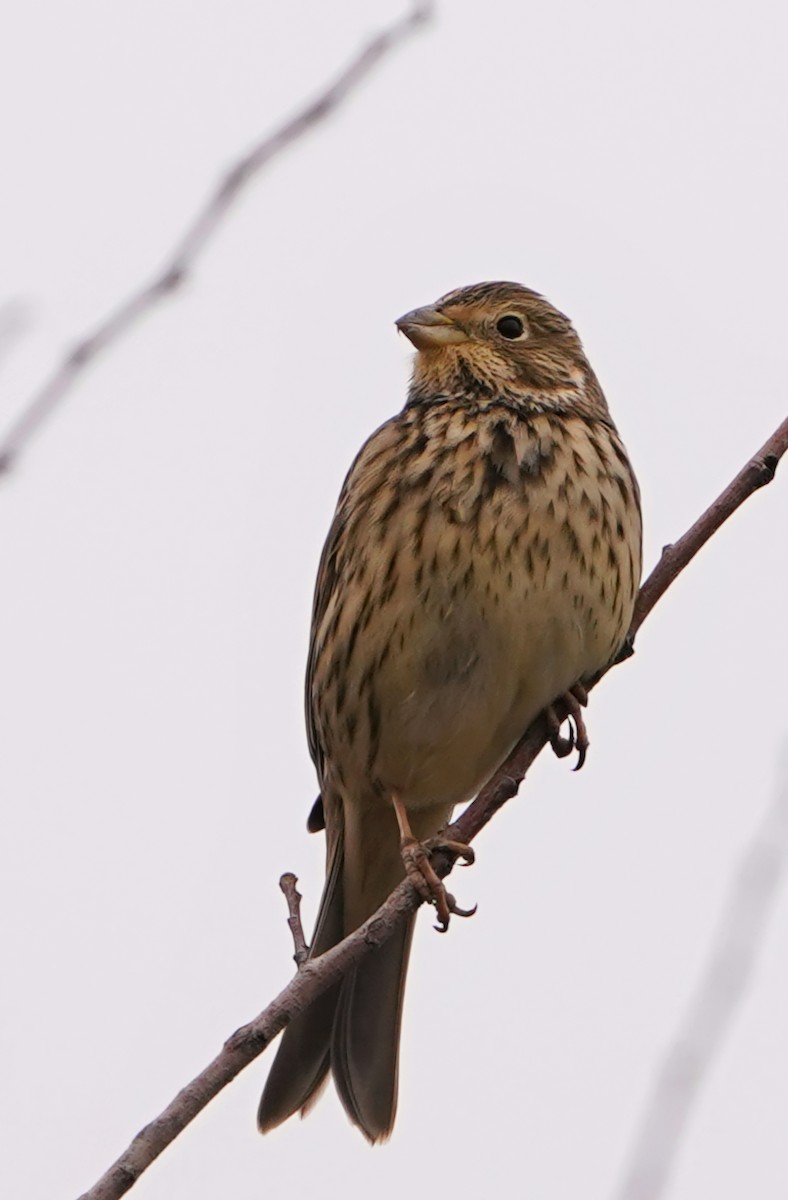 Corn Bunting - ML646124923