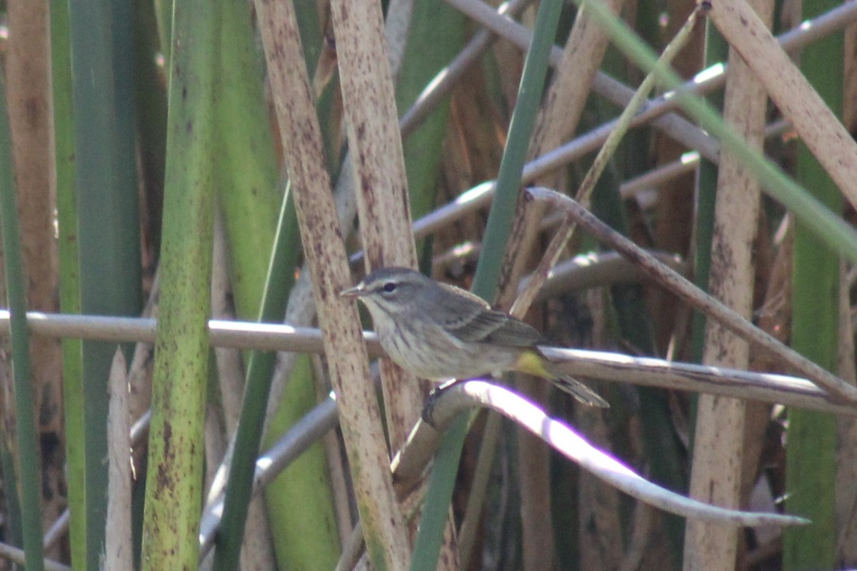 Palm Warbler - ML646124927