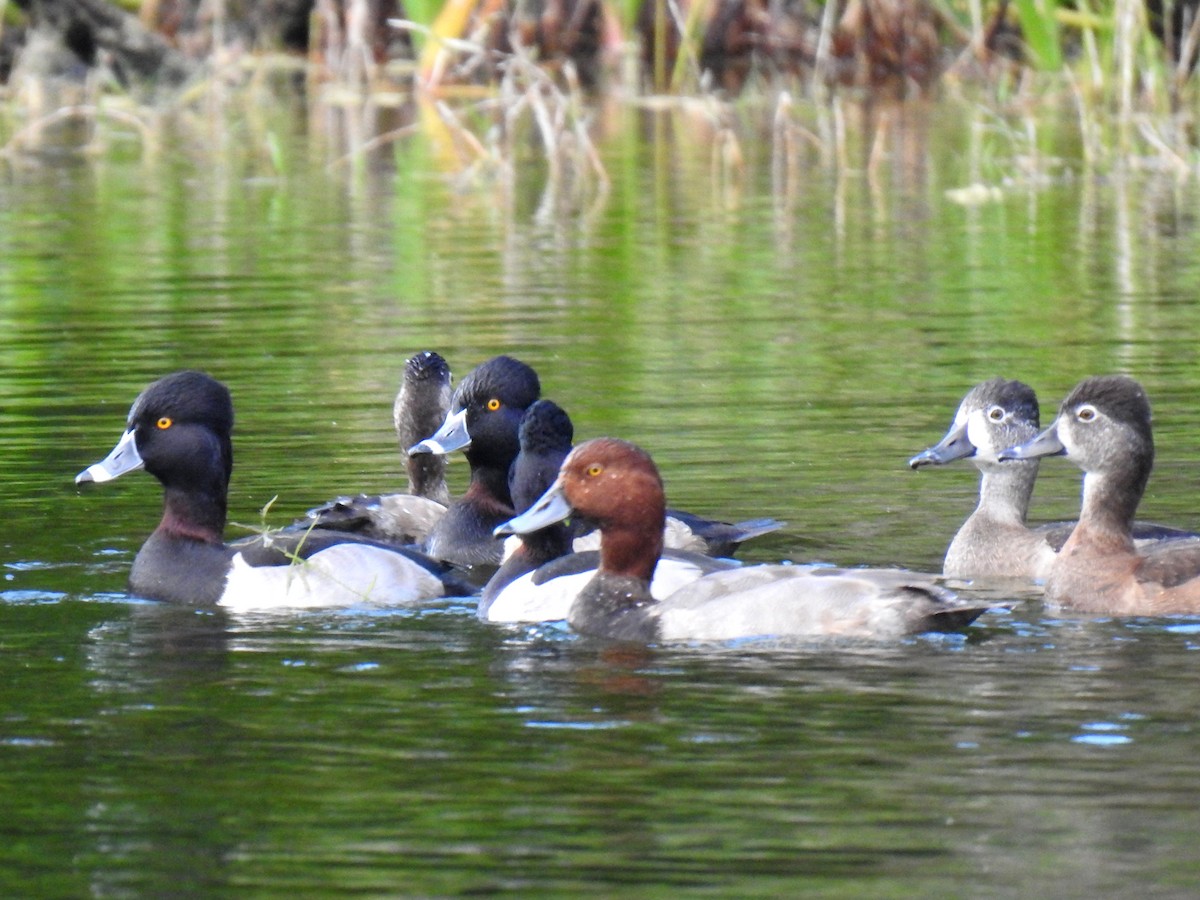 Redhead - ML646124928