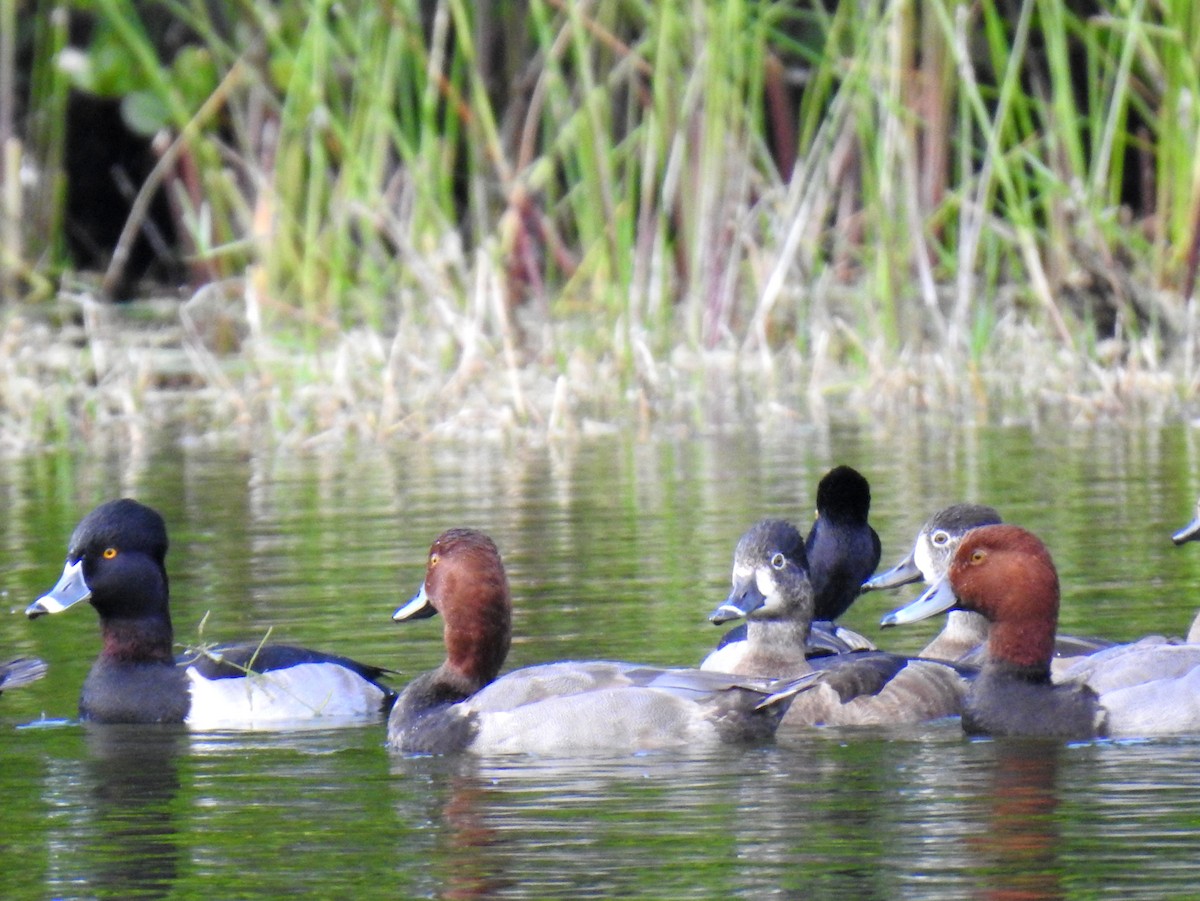 Redhead - ML646124929