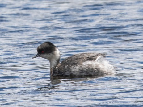 Silvery Grebe - ML646124930