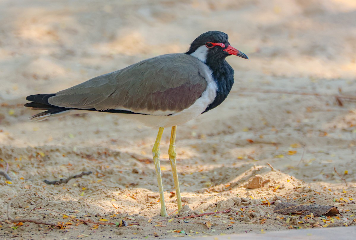 Red-wattled Lapwing - ML646124934
