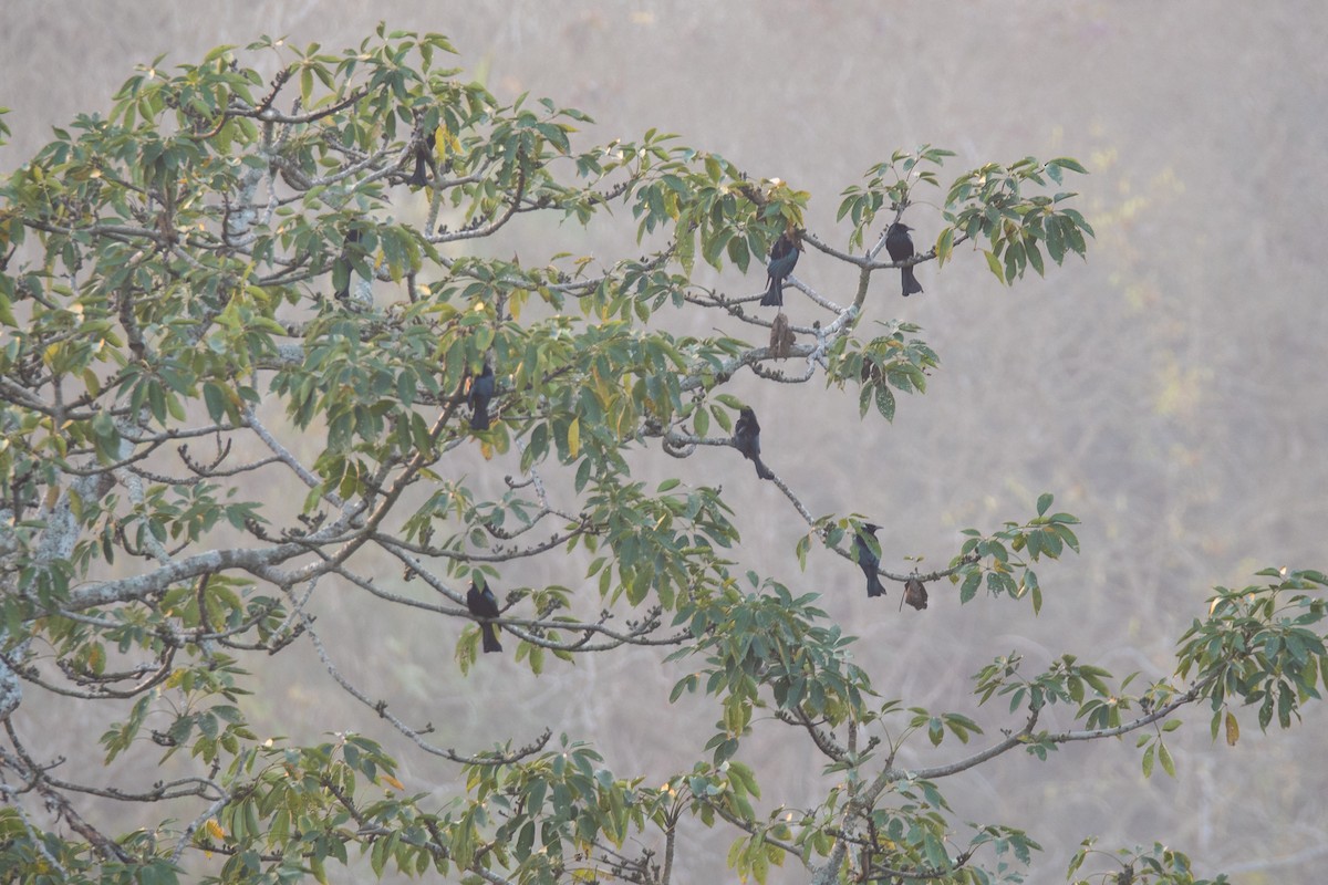 Hair-crested Drongo - ML646124936