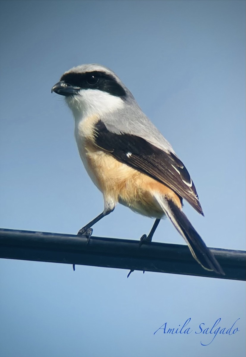 ťuhýk královský - ML646124952