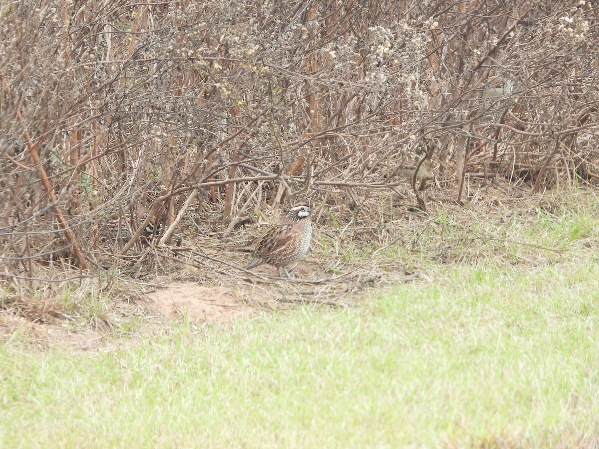 Northern Bobwhite - ML646124954