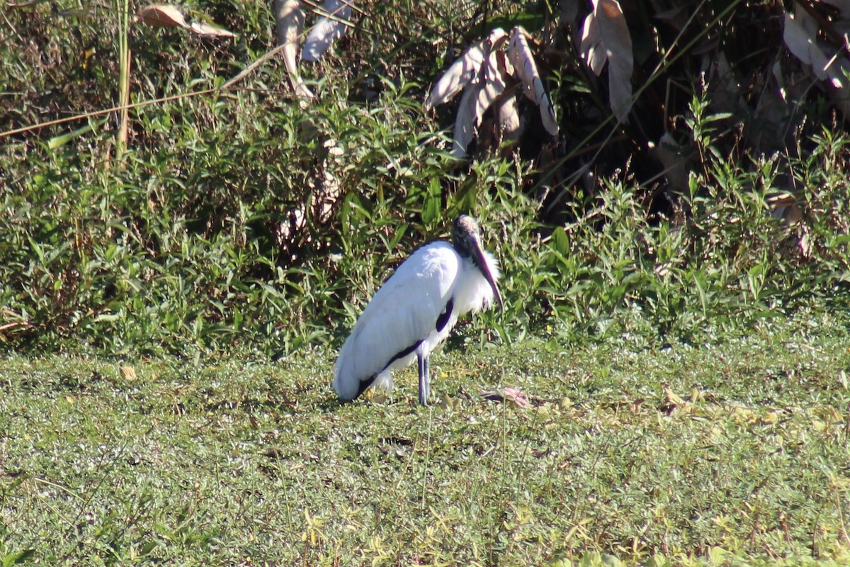 Wood Stork - ML646124958
