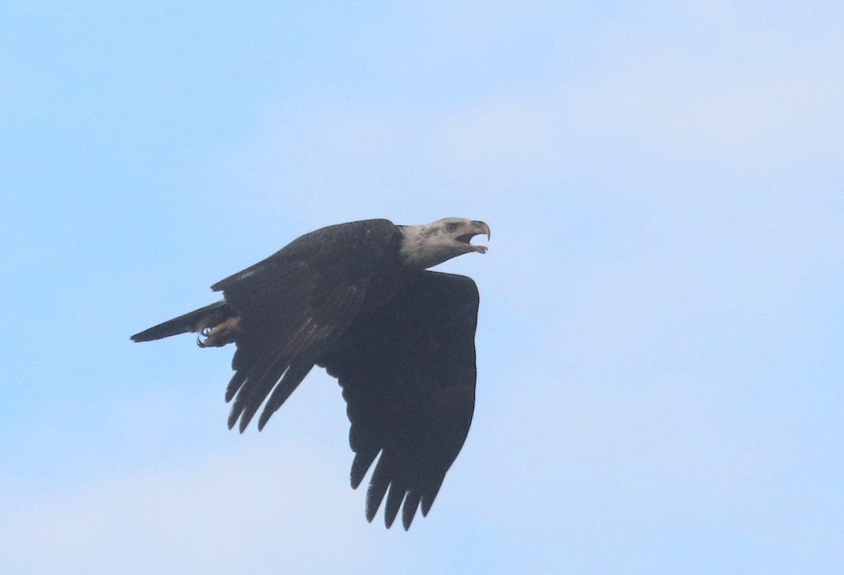 Bald Eagle - ML646124977