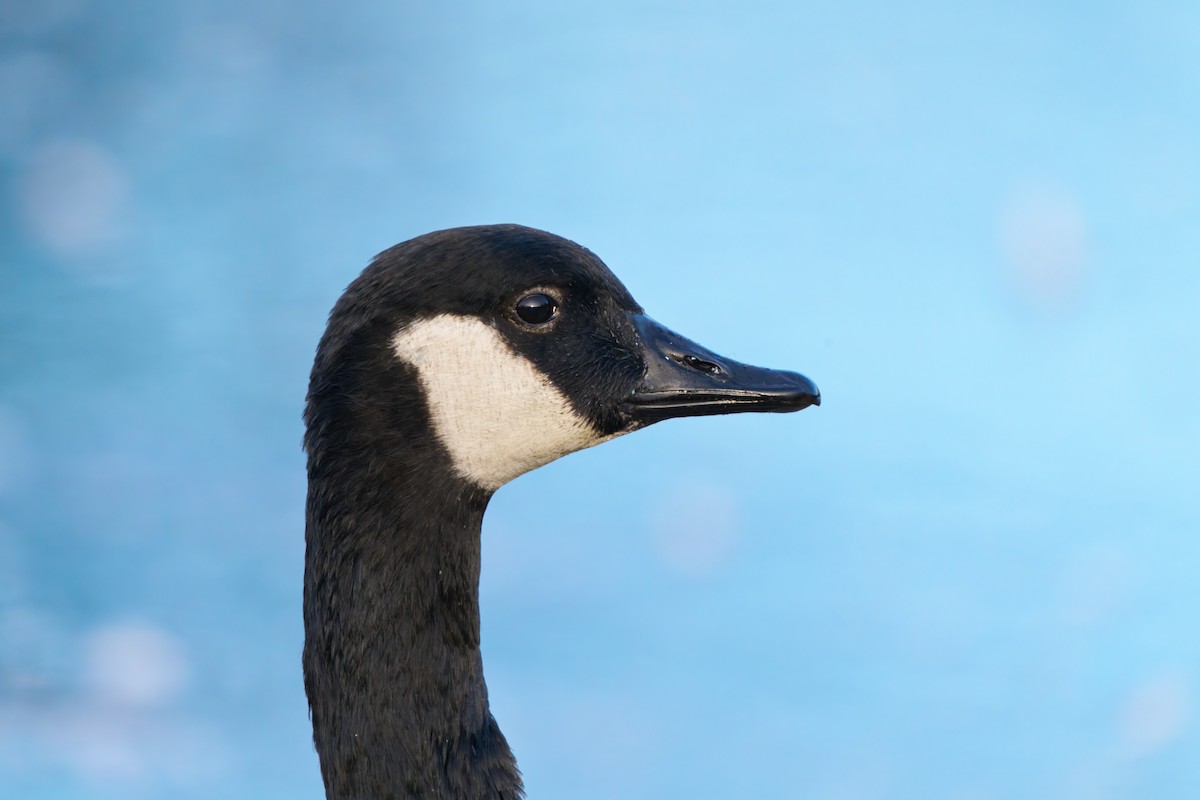 Canada Goose - ML646124981