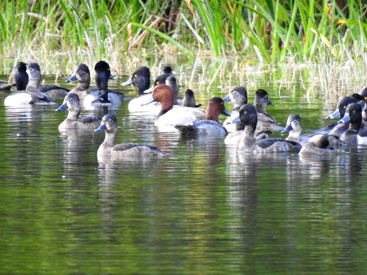 Ring-necked Duck - ML646124984