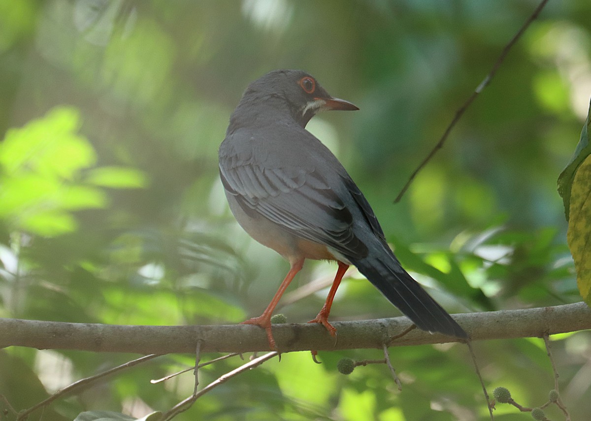 Western Red-legged Thrush - ML646124985