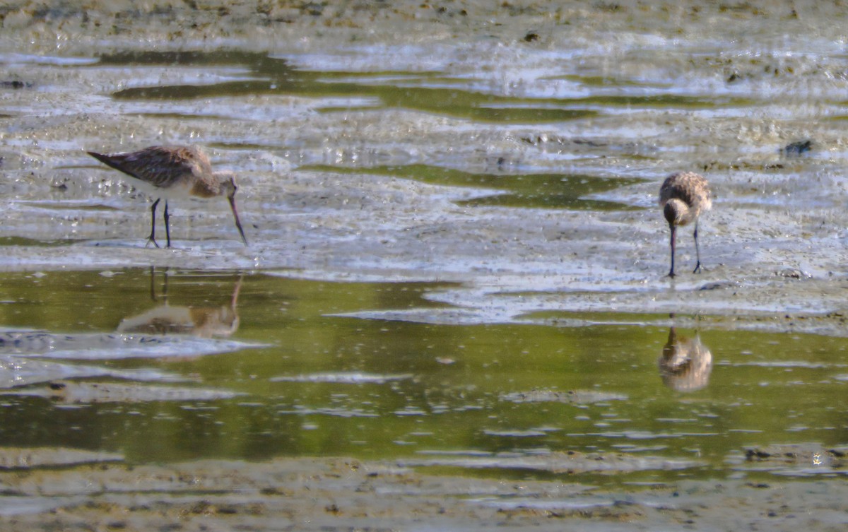 Bar-tailed Godwit - ML646124987