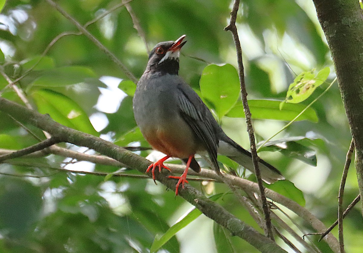 Western Red-legged Thrush - ML646124999