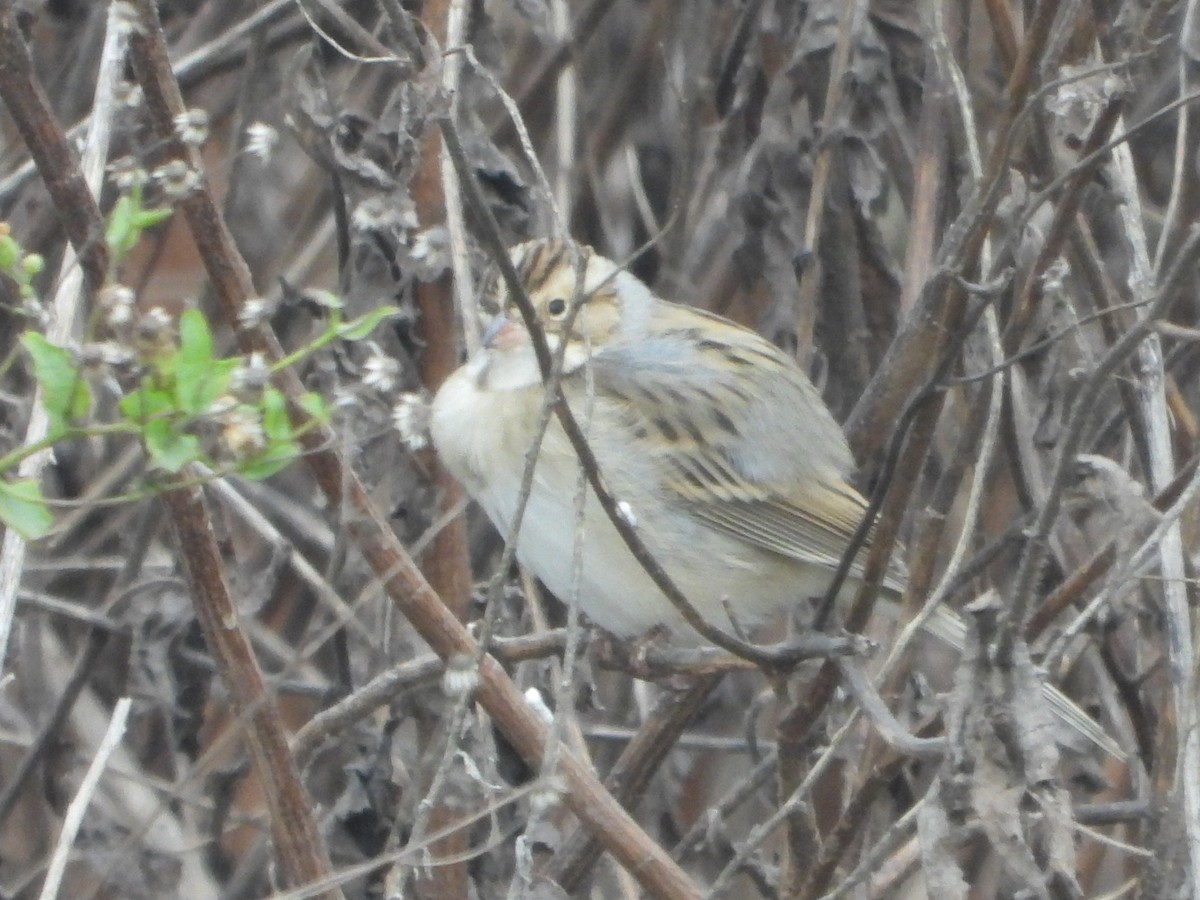 Clay-colored Sparrow - ML646125001