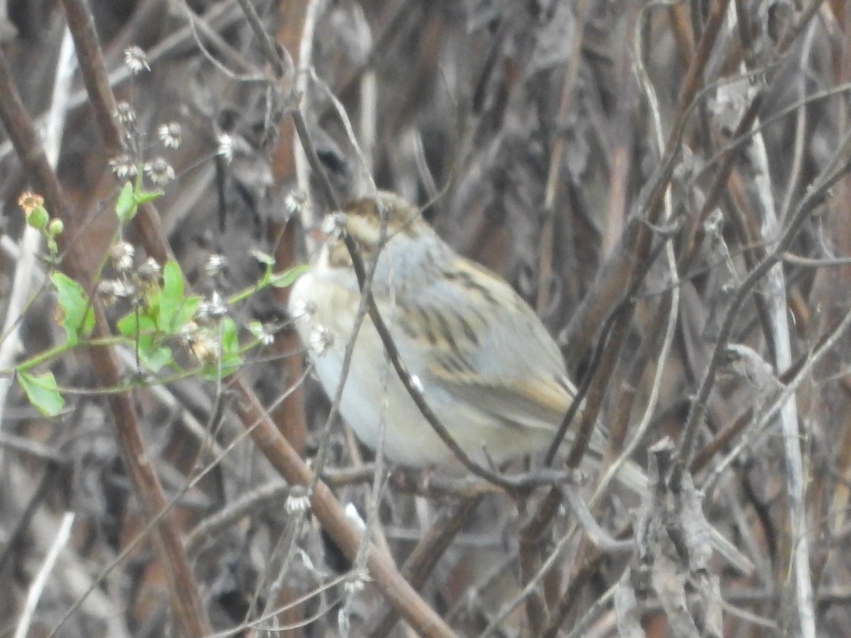 Clay-colored Sparrow - ML646125002