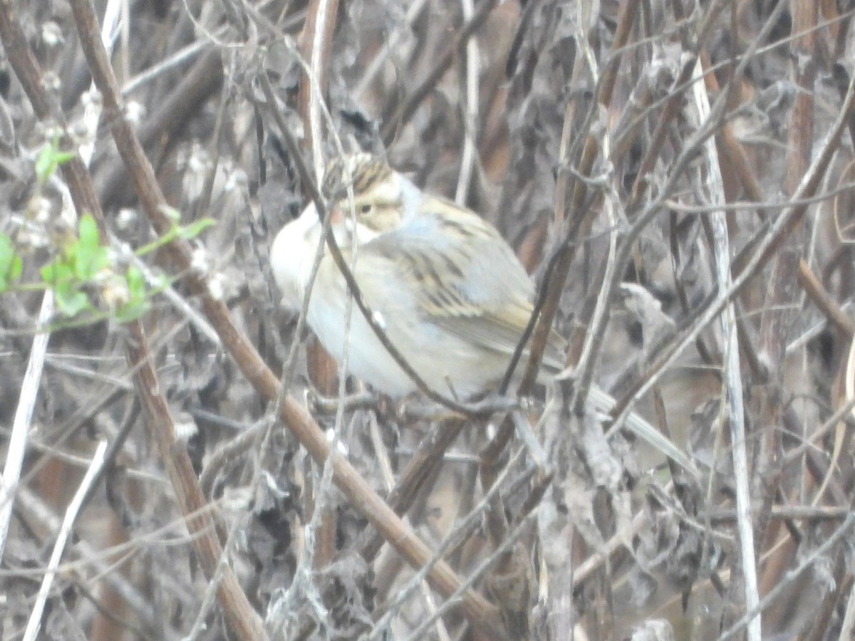 Clay-colored Sparrow - ML646125003