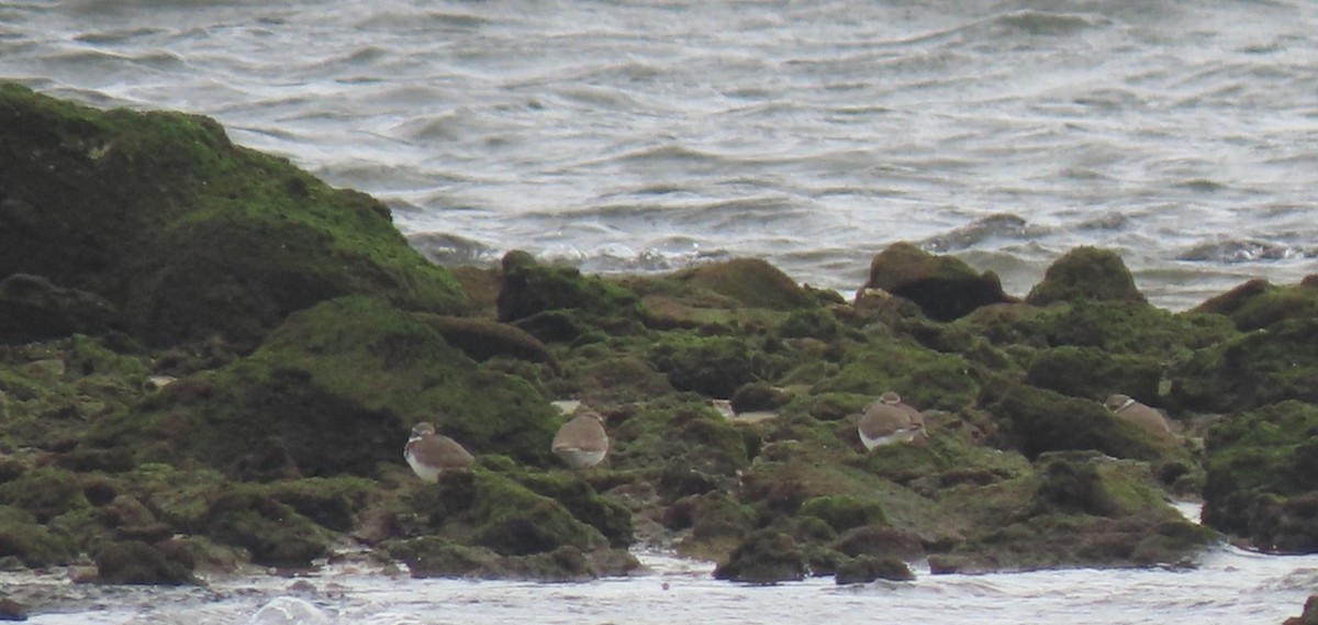 Semipalmated Plover - ML646125019