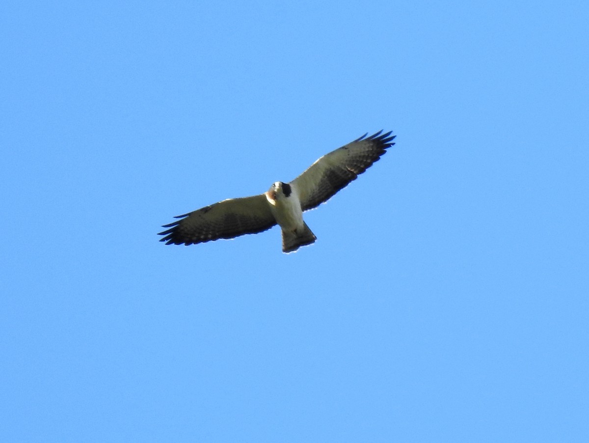 Short-tailed Hawk - ML646125020