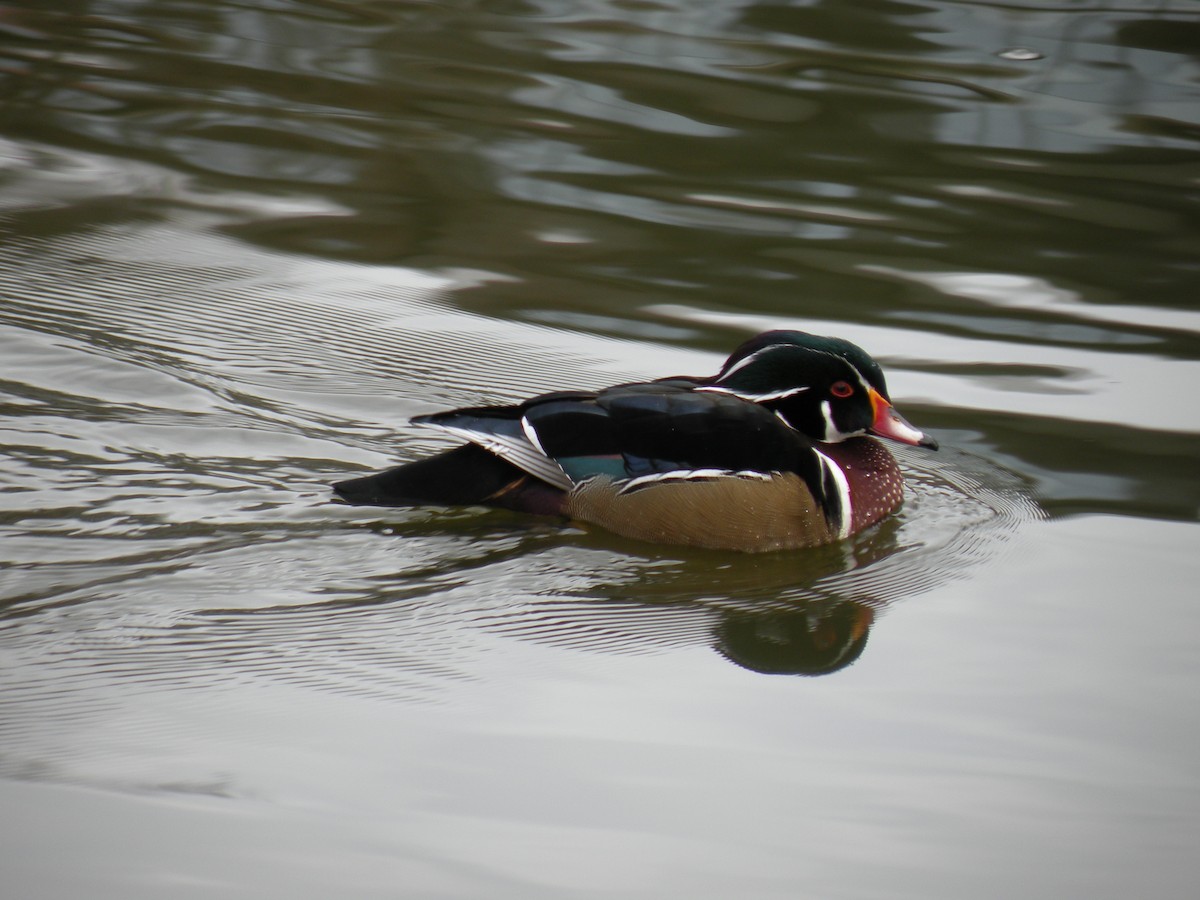 Canard branchu - ML646125021