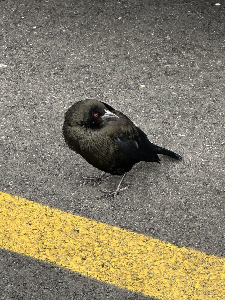 Красноглазый трупиал - ML646125037