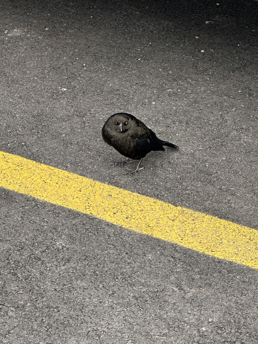 Красноглазый трупиал - ML646125038