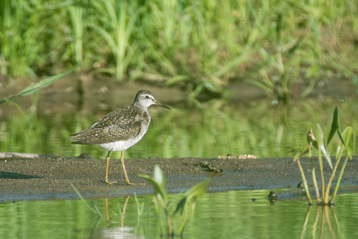 vodouš bahenní - ML646125040