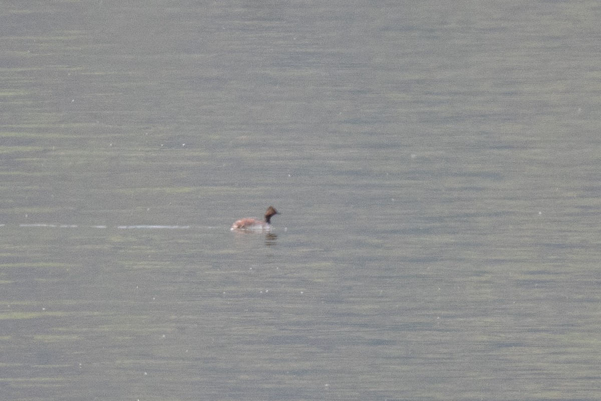 Eared Grebe - ML646125041