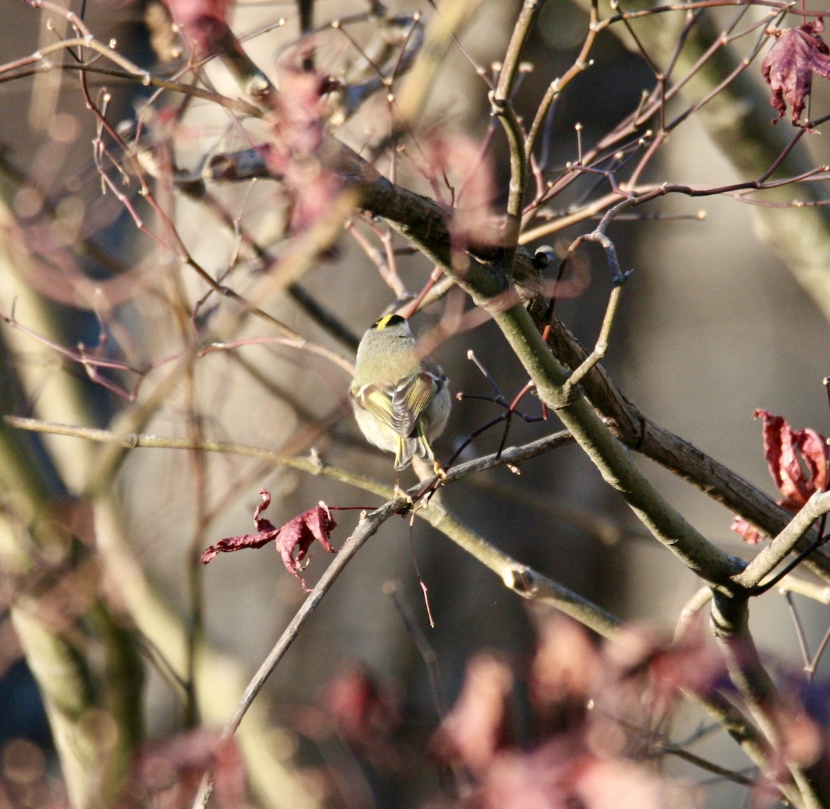 Golden-crowned Kinglet - ML646125046